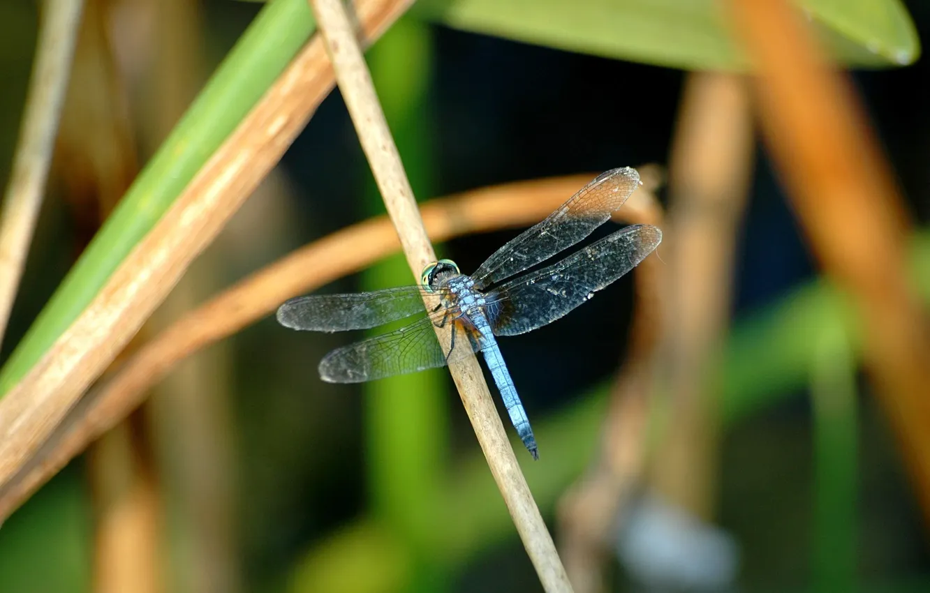 Photo wallpaper grass, wings, dragonfly