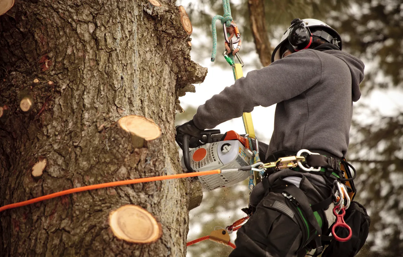 Photo wallpaper ropes, chainsaw, worker, safety measures, work at height