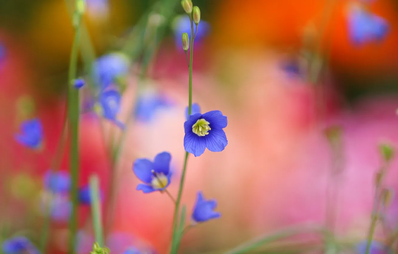 Photo wallpaper macro, flowers, blue, blur, stem, buds