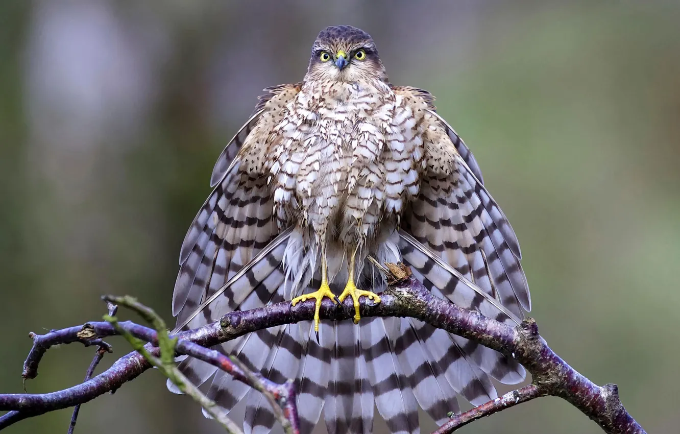 Photo wallpaper bird, predator, branch, tail, Sparrowhawk