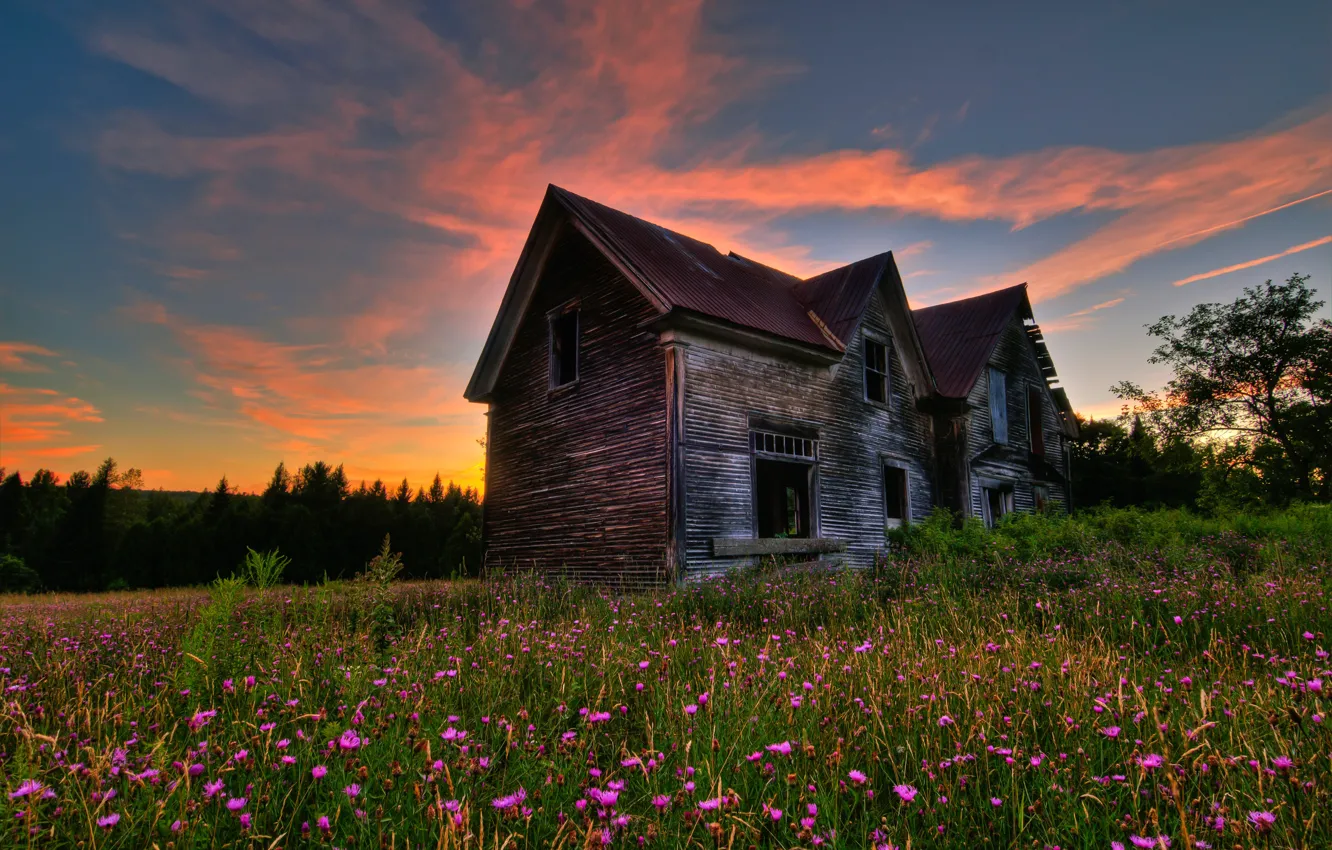 Photo wallpaper field, forest, grass, trees, sunset, flowers, home, the evening