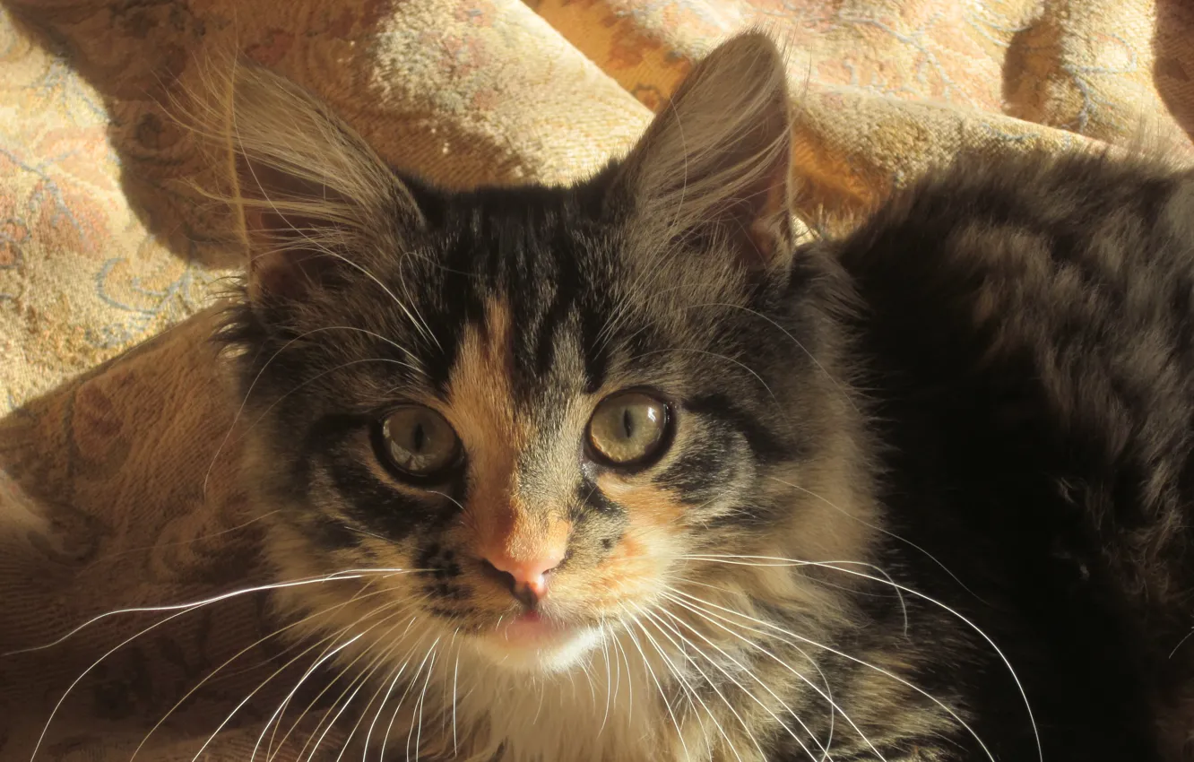 Photo wallpaper cat, the sun, meow