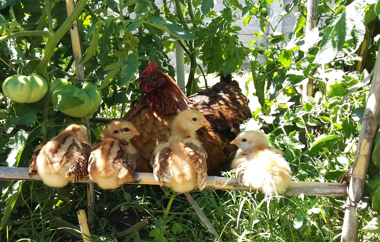 Photo wallpaper feathers, little, chicken