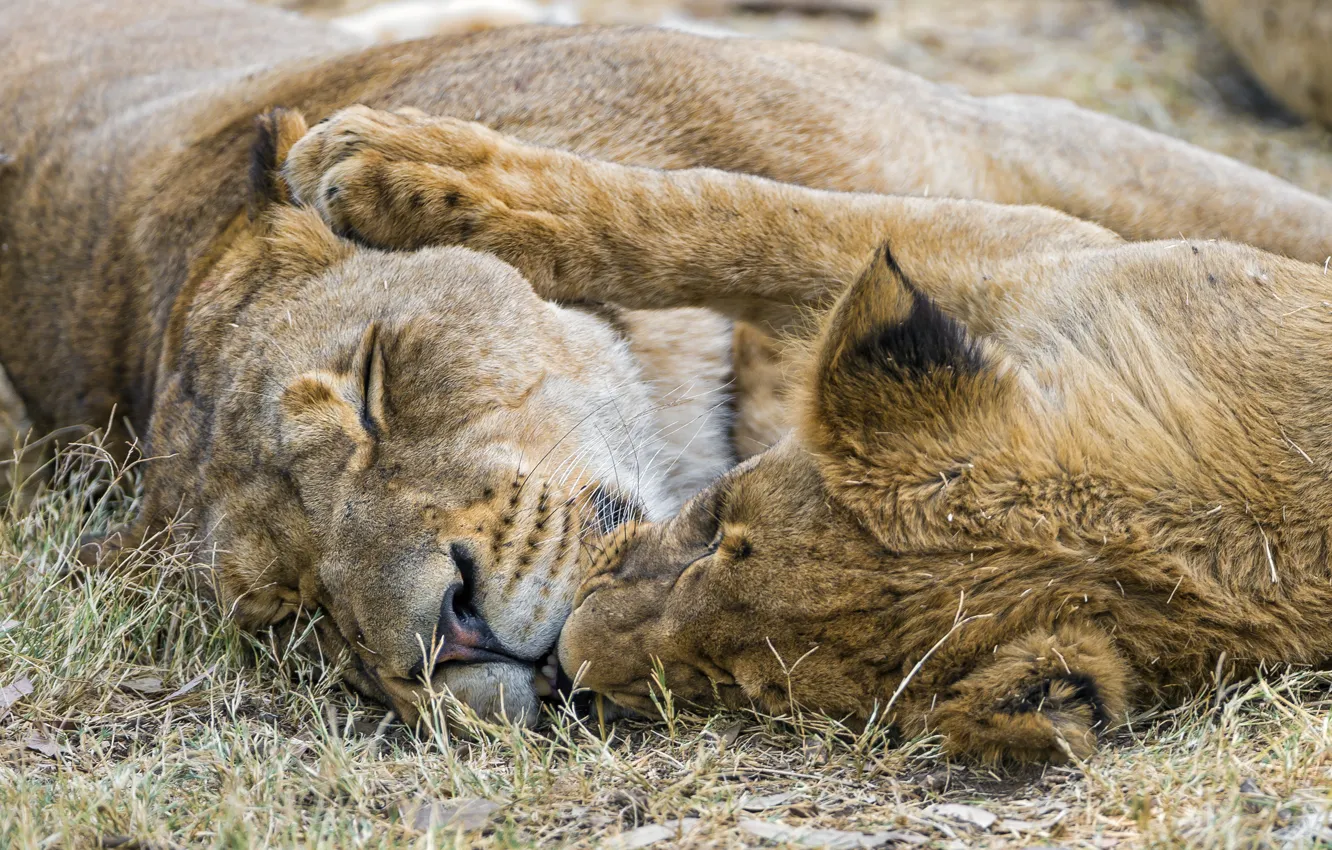 Photo wallpaper cat, pair, lioness, ©Tambako The Jaguar