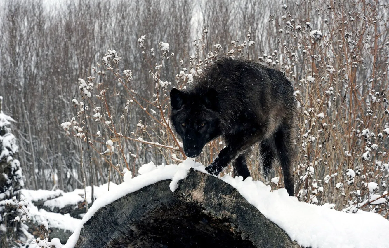 Photo wallpaper Predator, nature, animal, wolf, wildlife, portrait, portrait., Canis lupus. face