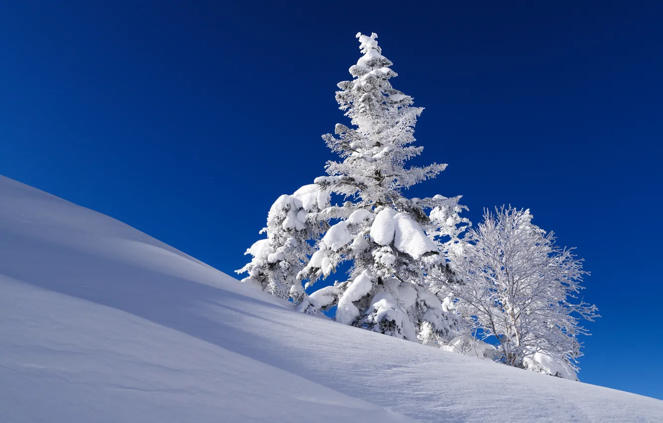 Photo wallpaper winter, the sky, snow, tree, spruce, slope