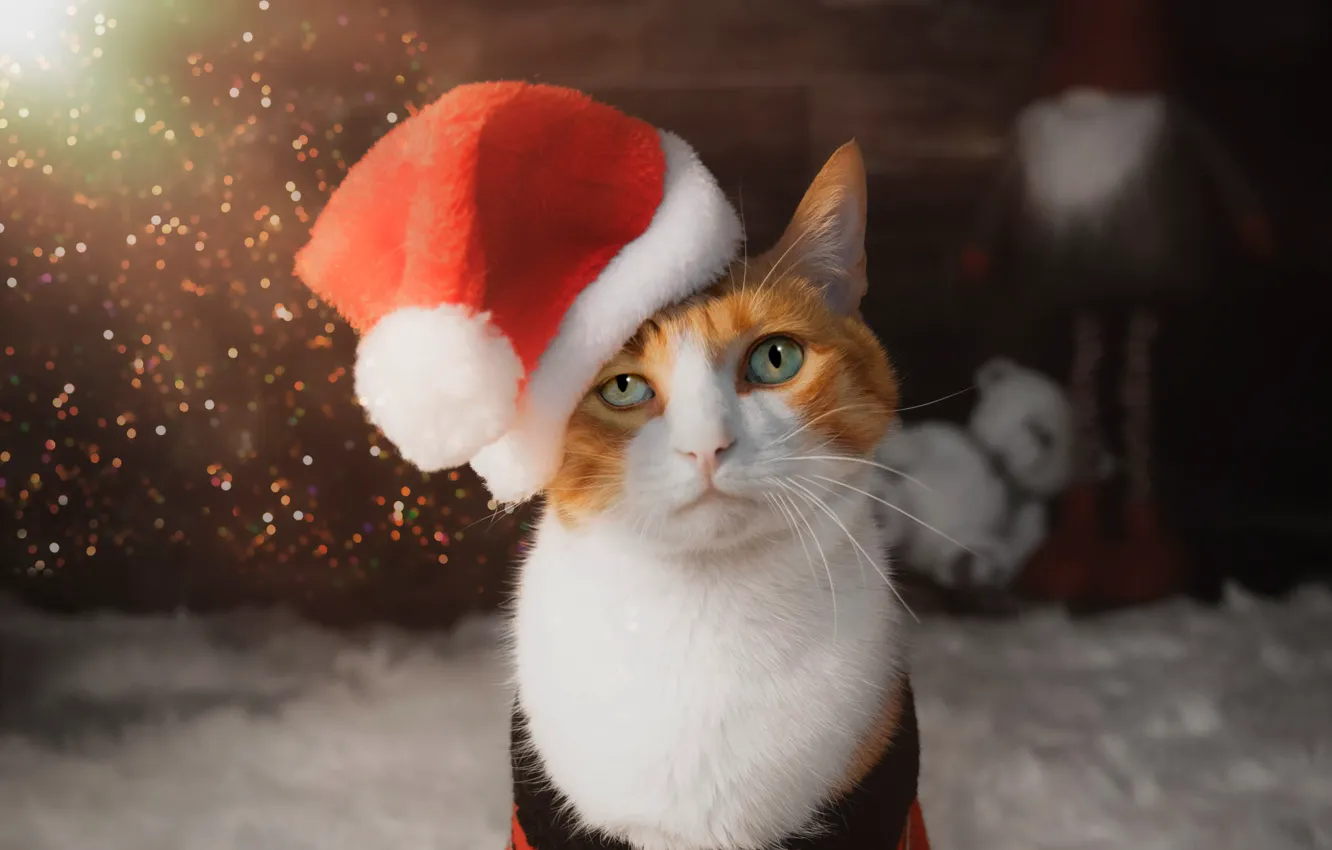 Photo wallpaper cat, cat, look, pose, Christmas, New year, face, Christmas decorations