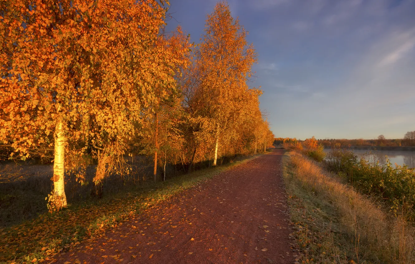 Photo wallpaper road, autumn, forest
