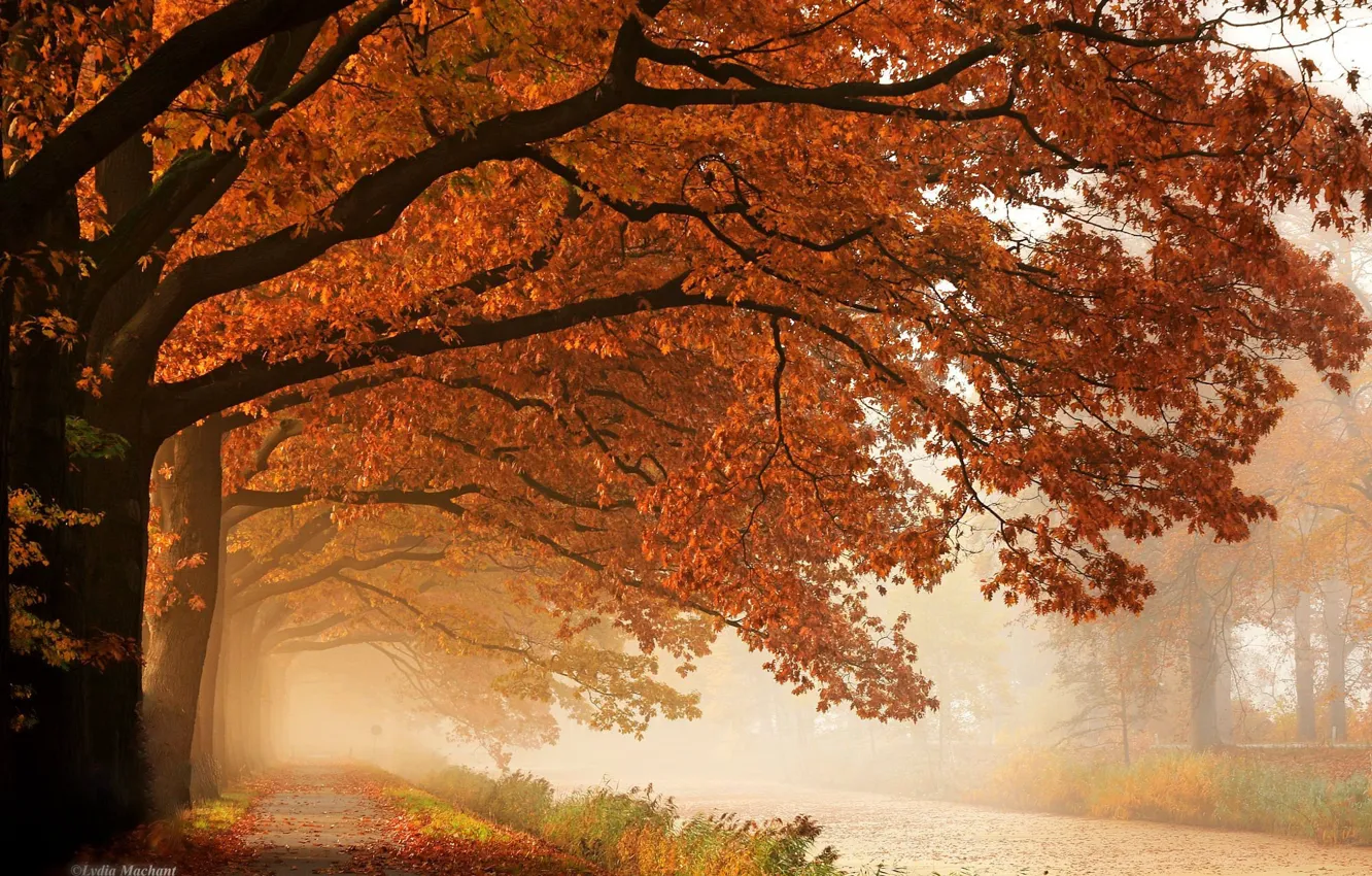 Photo wallpaper autumn, trees, fog, track
