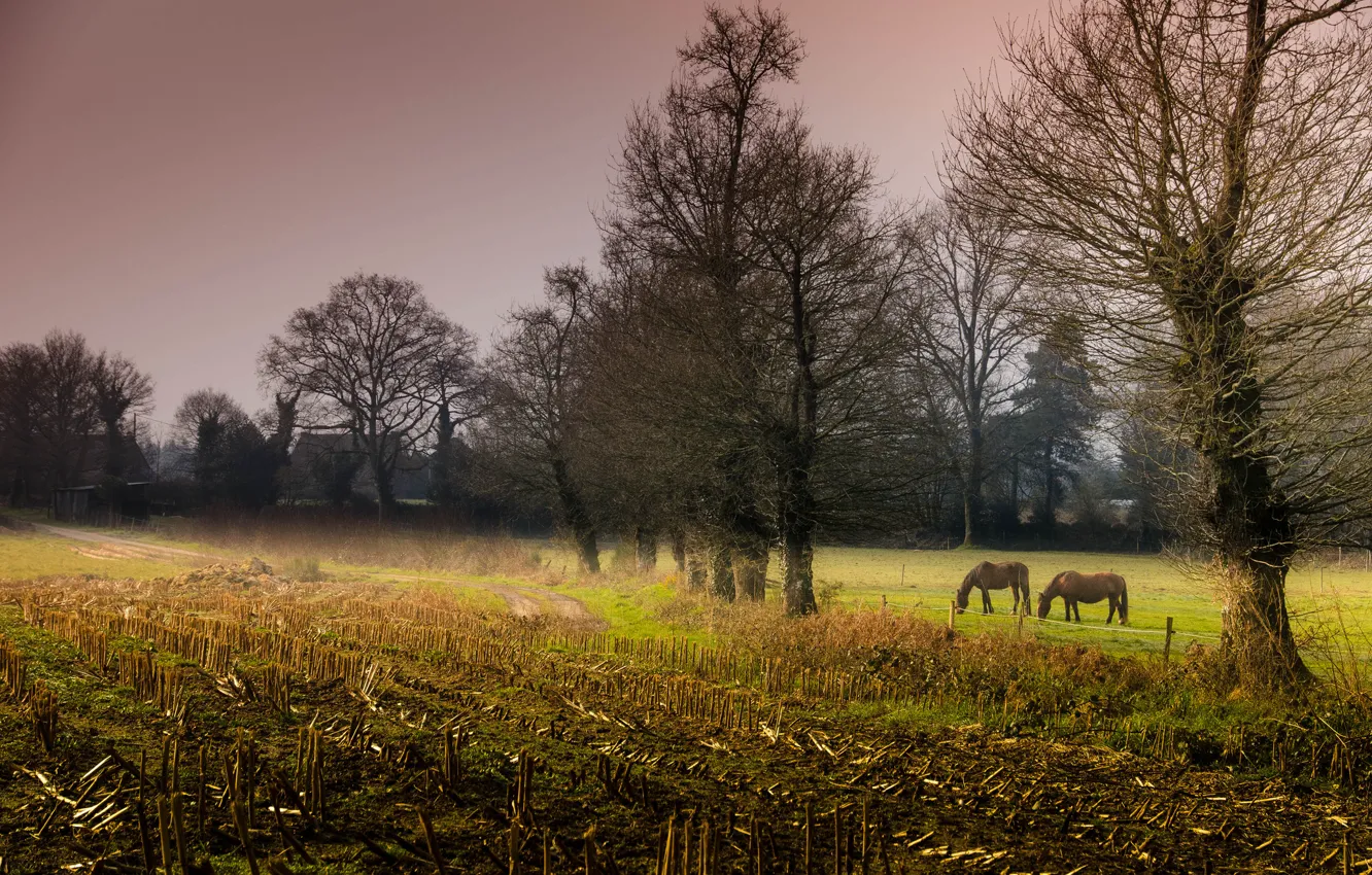 Photo wallpaper field, trees, horses, the evening