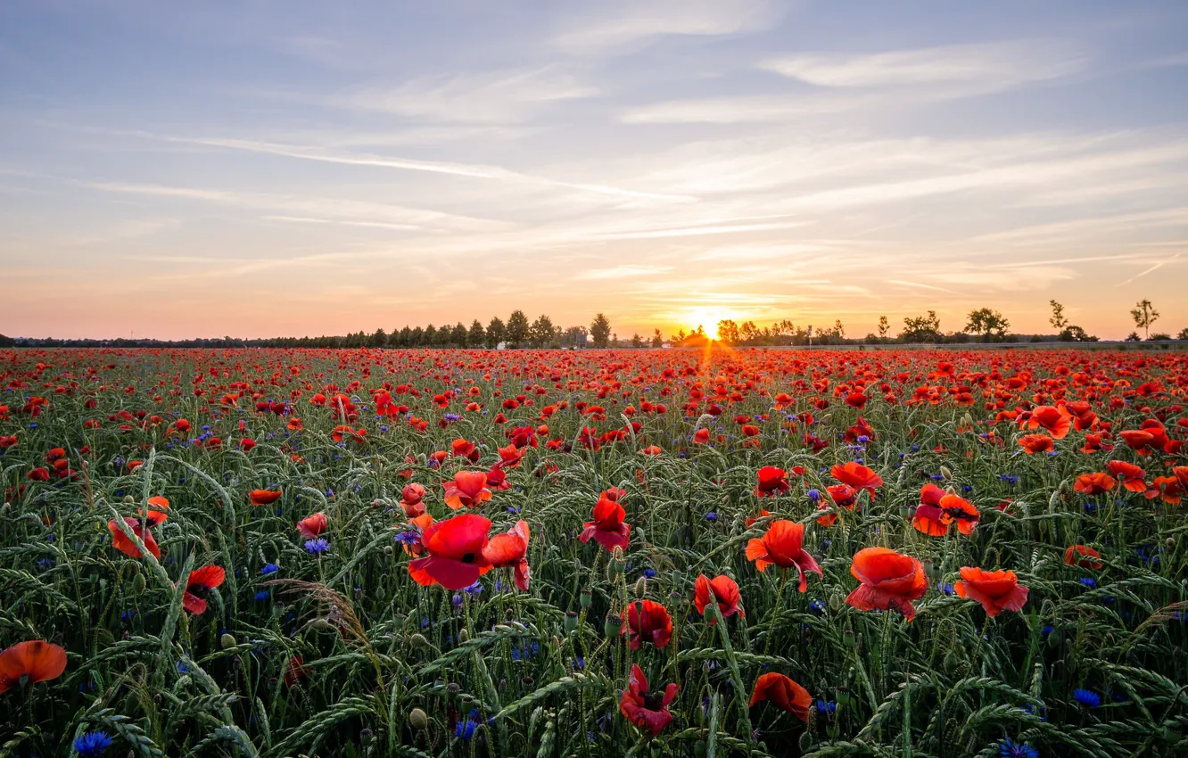 Photo wallpaper field, the sky, the sun, clouds, rays, landscape, sunset, flowers