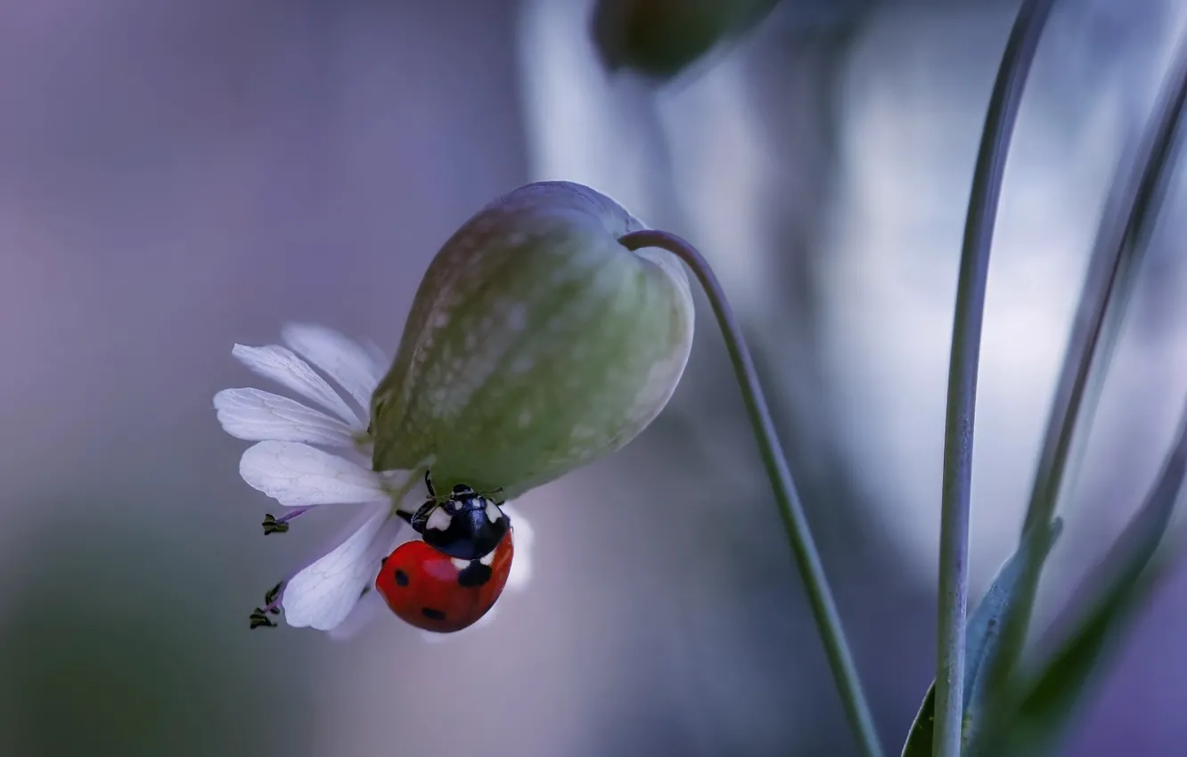 Photo wallpaper macro, flowers, nature, ladybug, beetle, Rina Barbieri