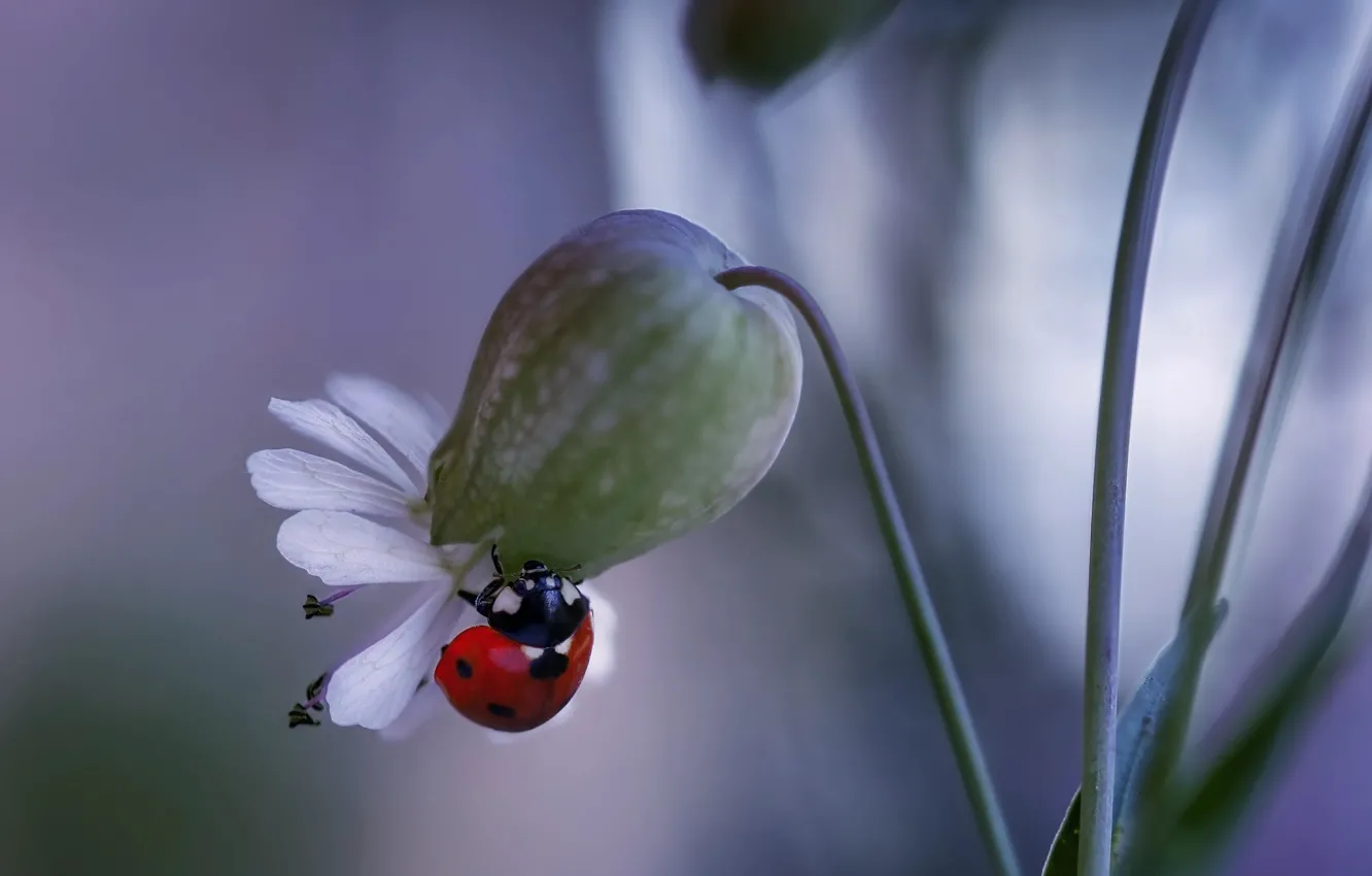 Photo wallpaper flower, macro, nature, ladybug, beetle, Rina Barbieri