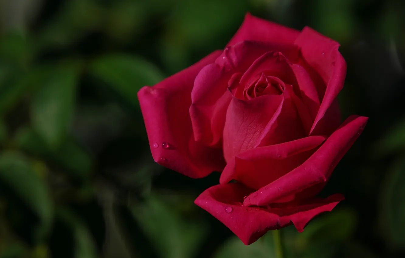 Photo wallpaper drops, red, roses, garden, buds, dark pink
