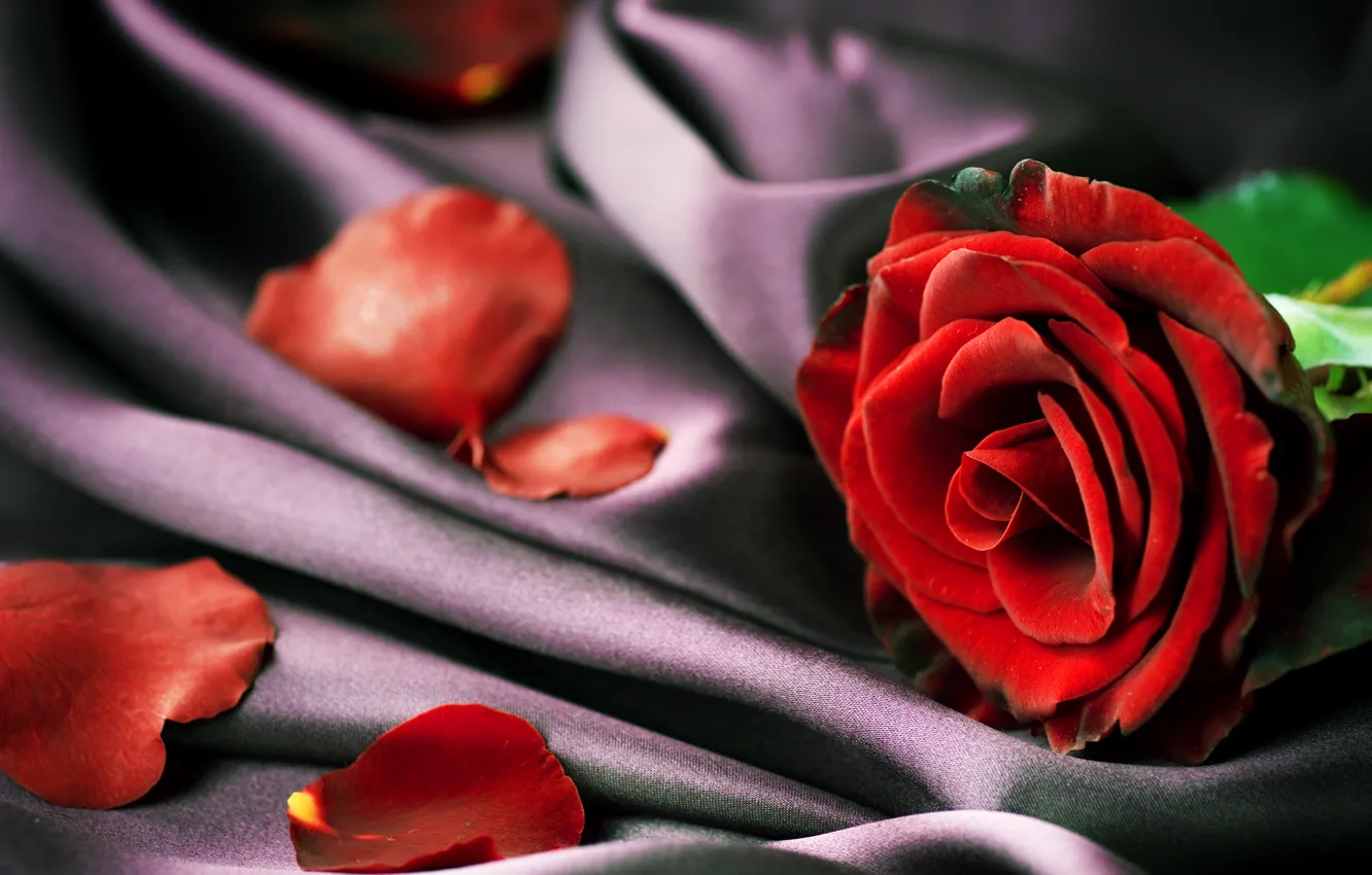 Photo wallpaper red, roses, petals, fabric, closeup
