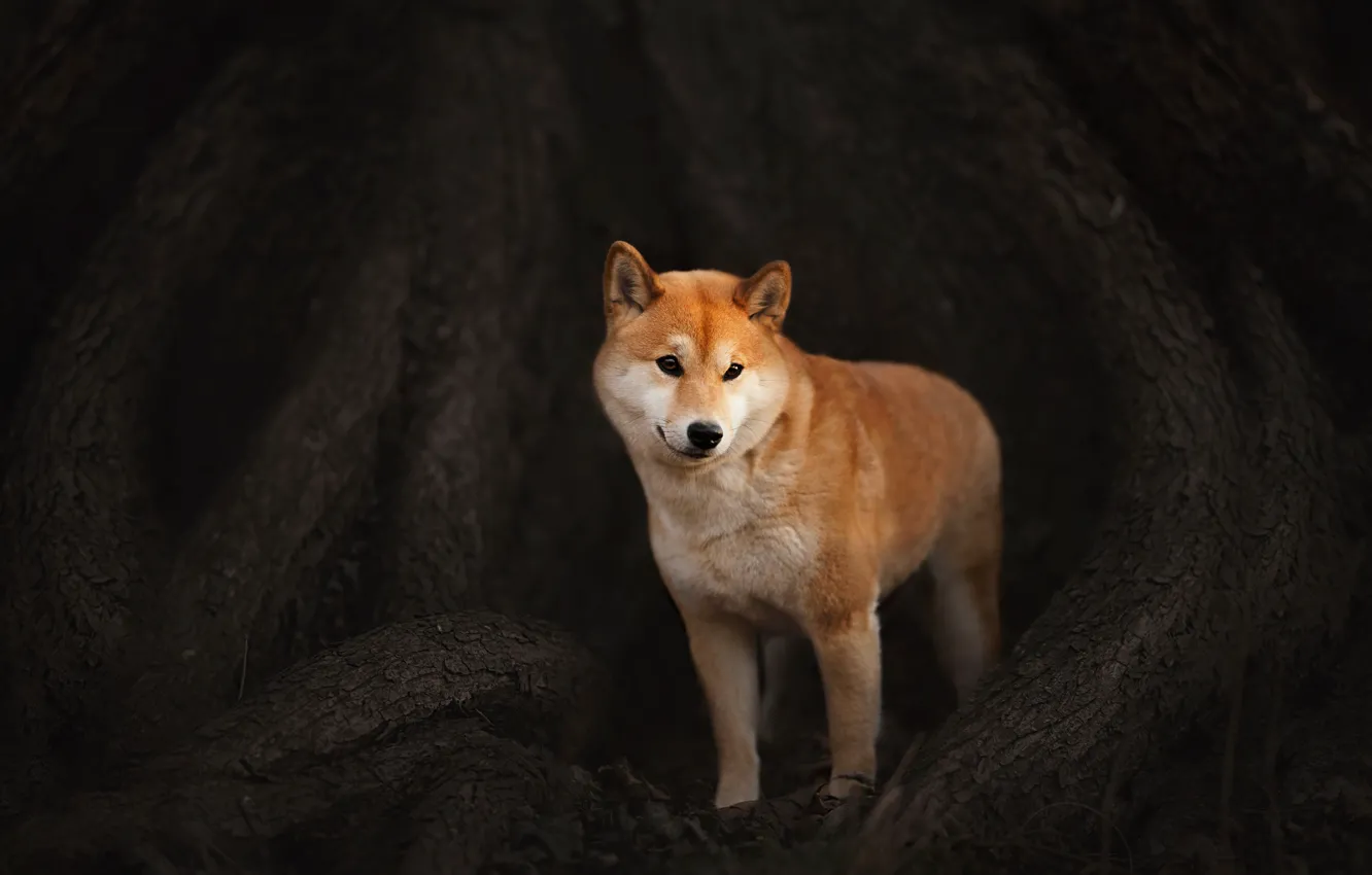 Photo wallpaper look, face, trees, nature, roots, pose, portrait, dog