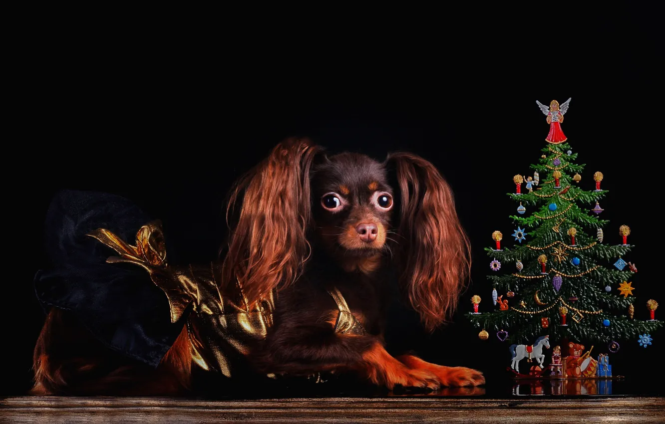 Photo wallpaper look, pose, toy, new year, dog, dress, Christmas, costume