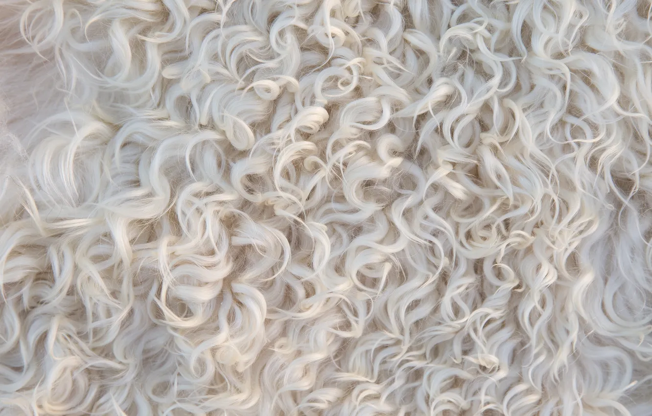 Photo wallpaper background, animal, curls, light, texture, wool, skin, curls