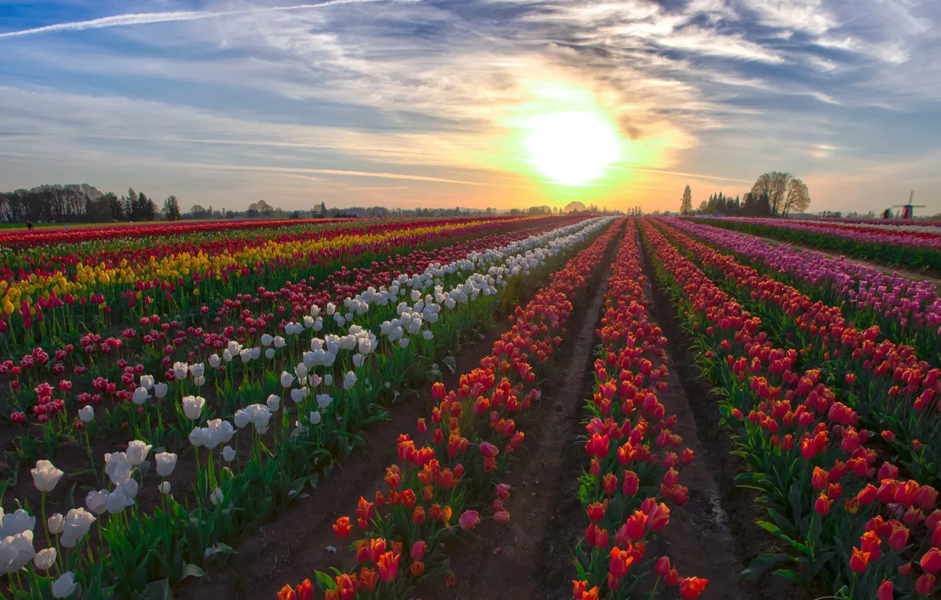 Photo wallpaper field, tulips, the ranks, plantation