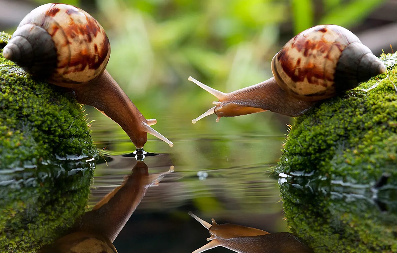 Photo wallpaper water, macro, snail