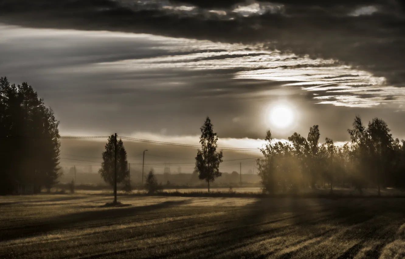 Photo wallpaper trees, fog, wire, morning