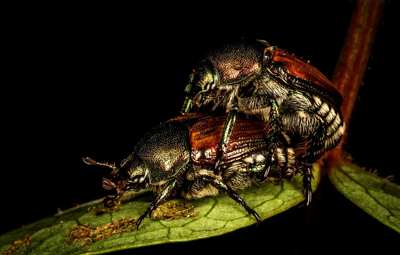 Photo wallpaper leaves, macro, pose, two, beetle, insect, black background, a couple