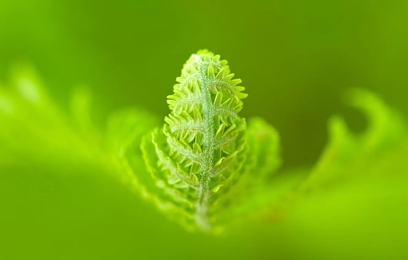 Photo wallpaper greens, life, A Green World