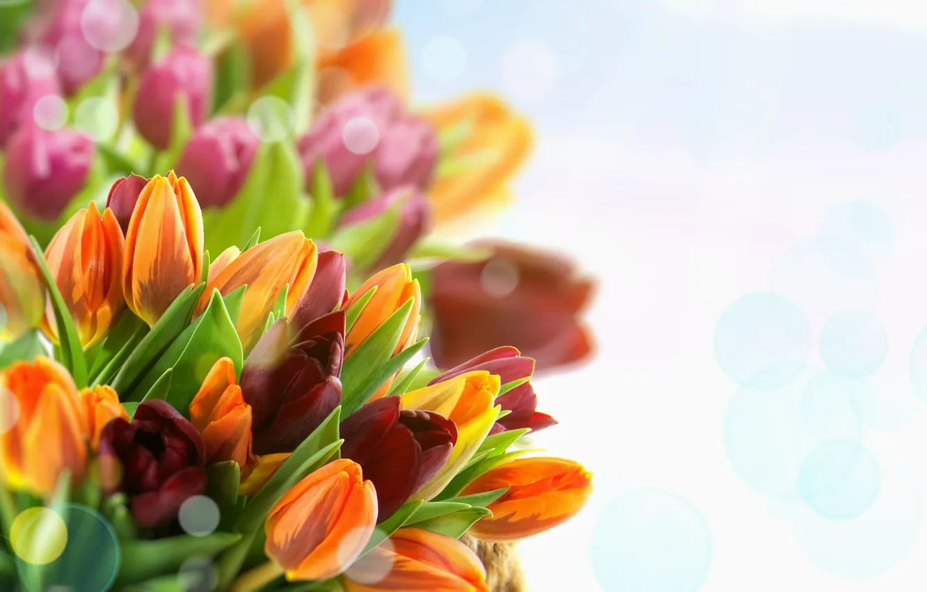 Photo wallpaper bouquet, tulips, buds