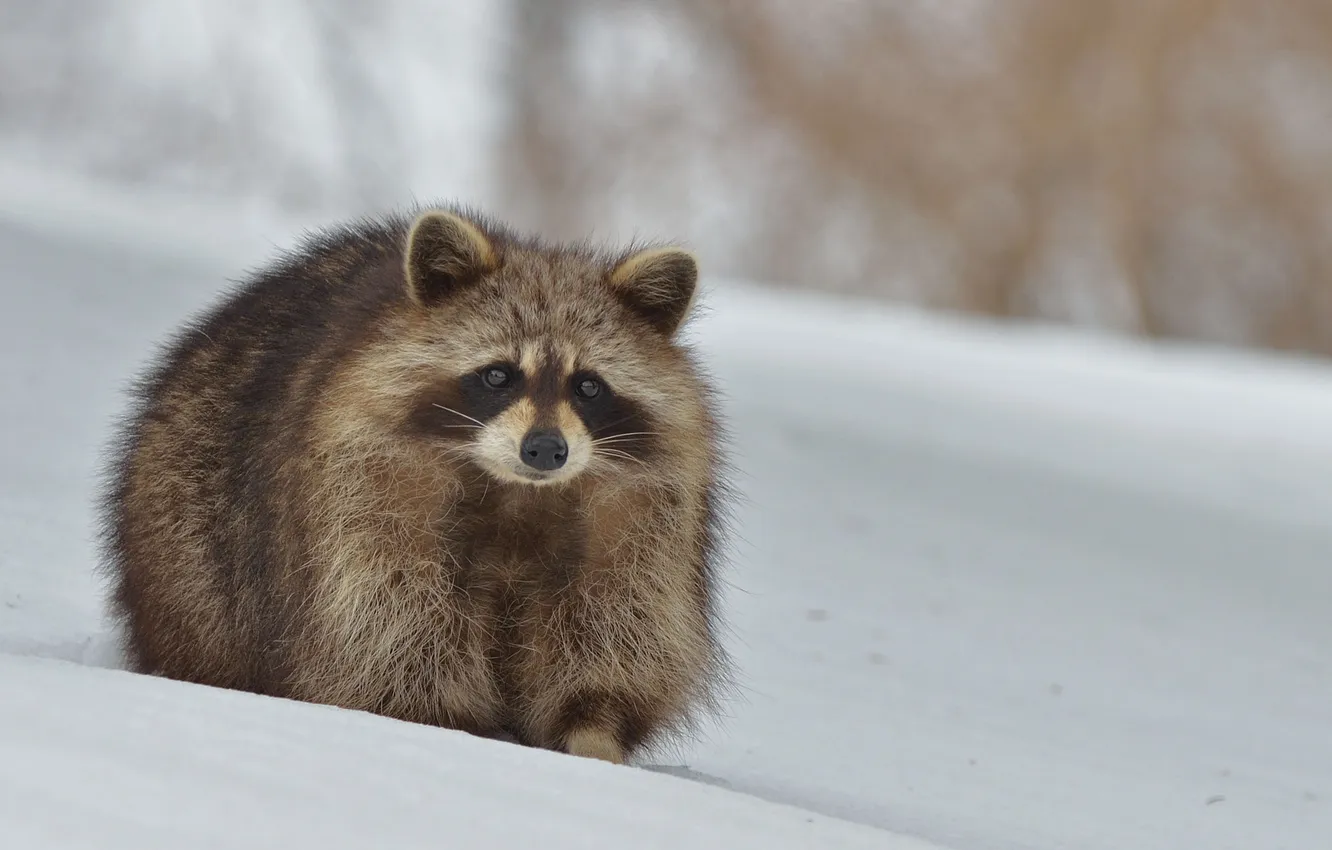 Photo wallpaper snow, fluffy, raccoon