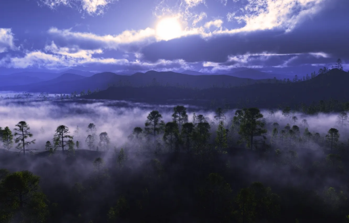 Photo wallpaper forest, the sky, clouds, trees, sunset, mountains, fog