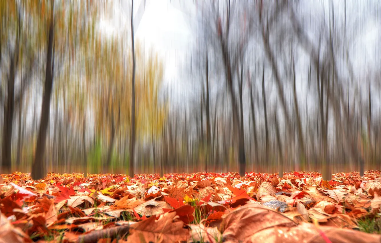 Photo wallpaper autumn, forest, leaves, trees, Park