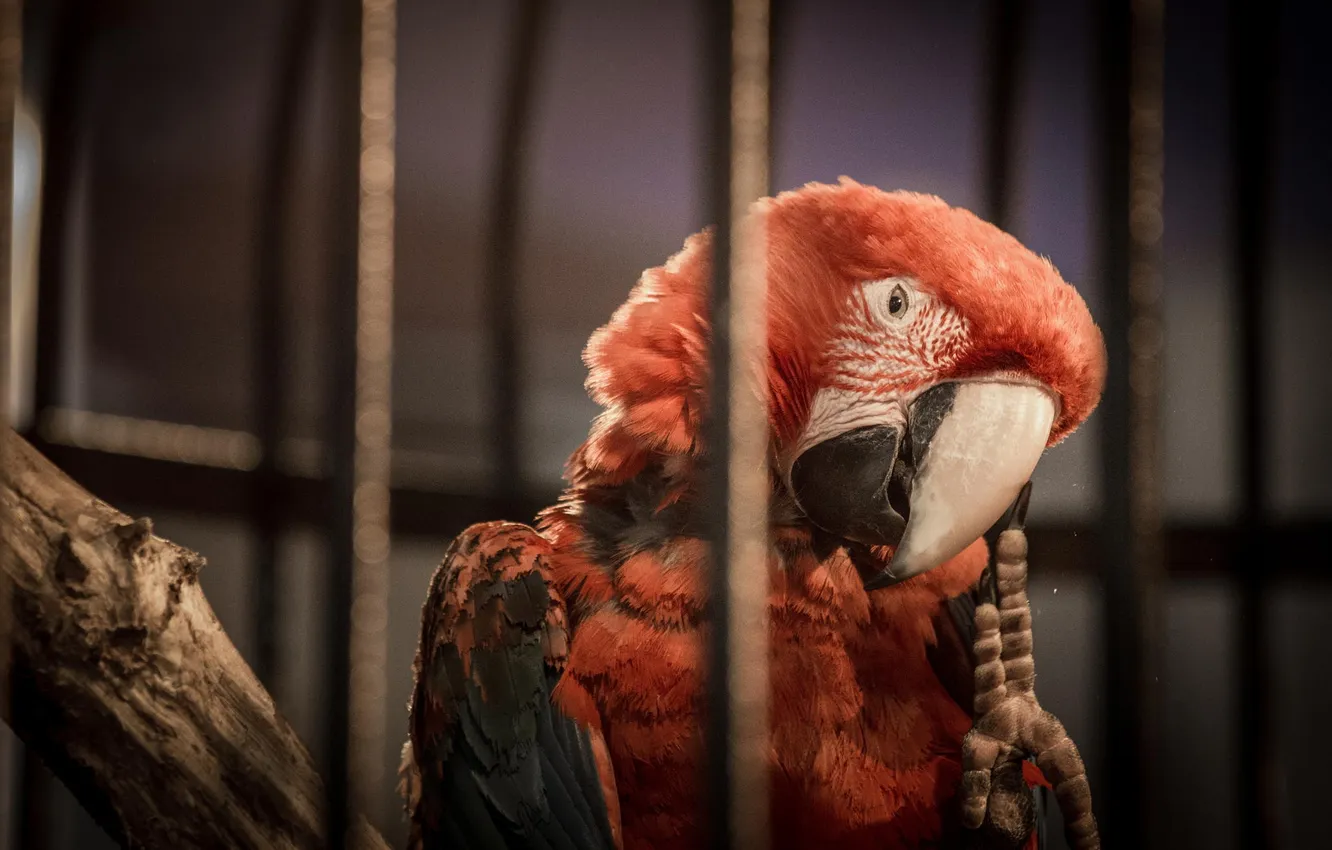 Photo wallpaper red, bird, cell, parrot, Ara