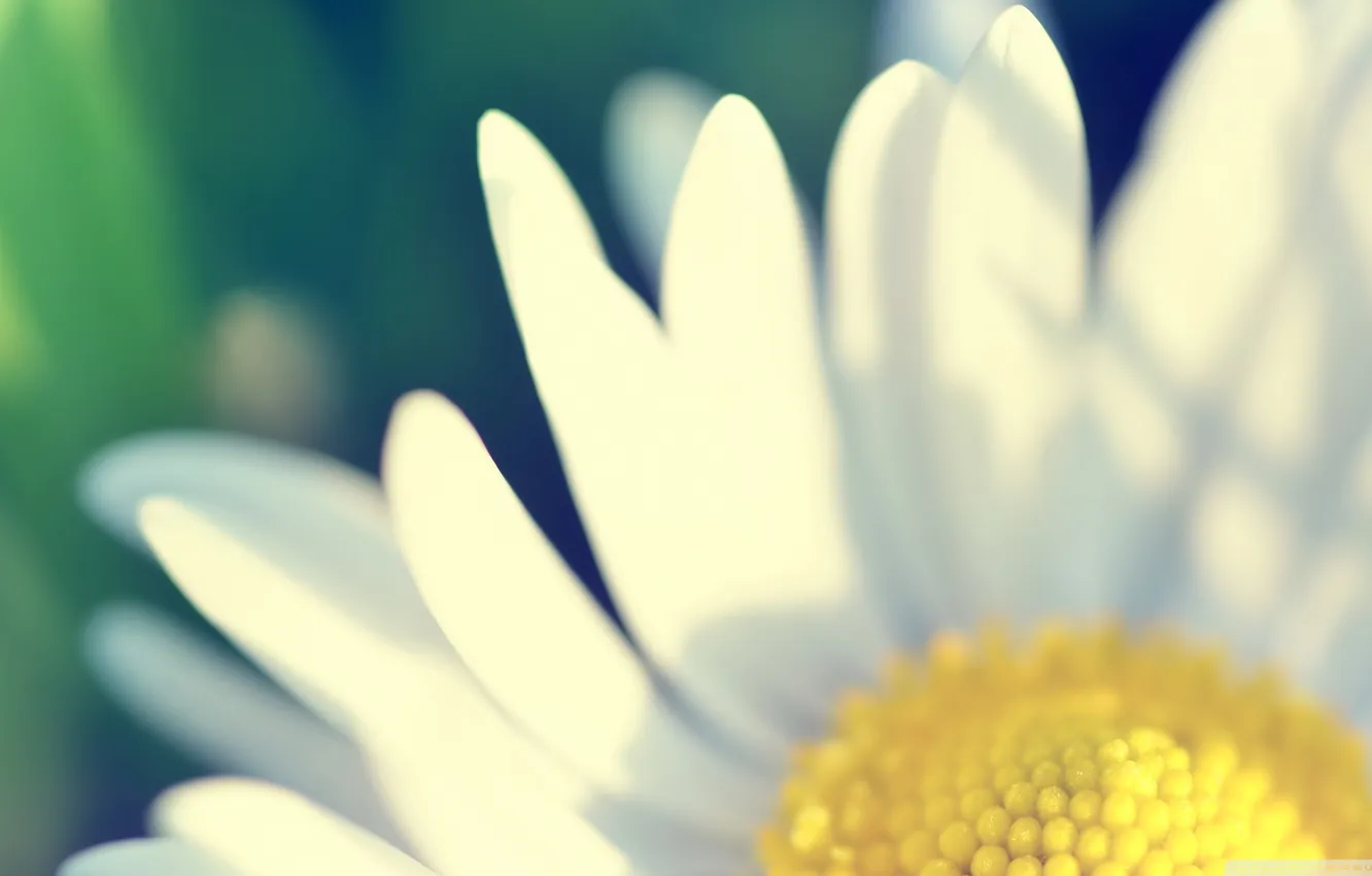 Photo wallpaper flowers, yellow, chamomile