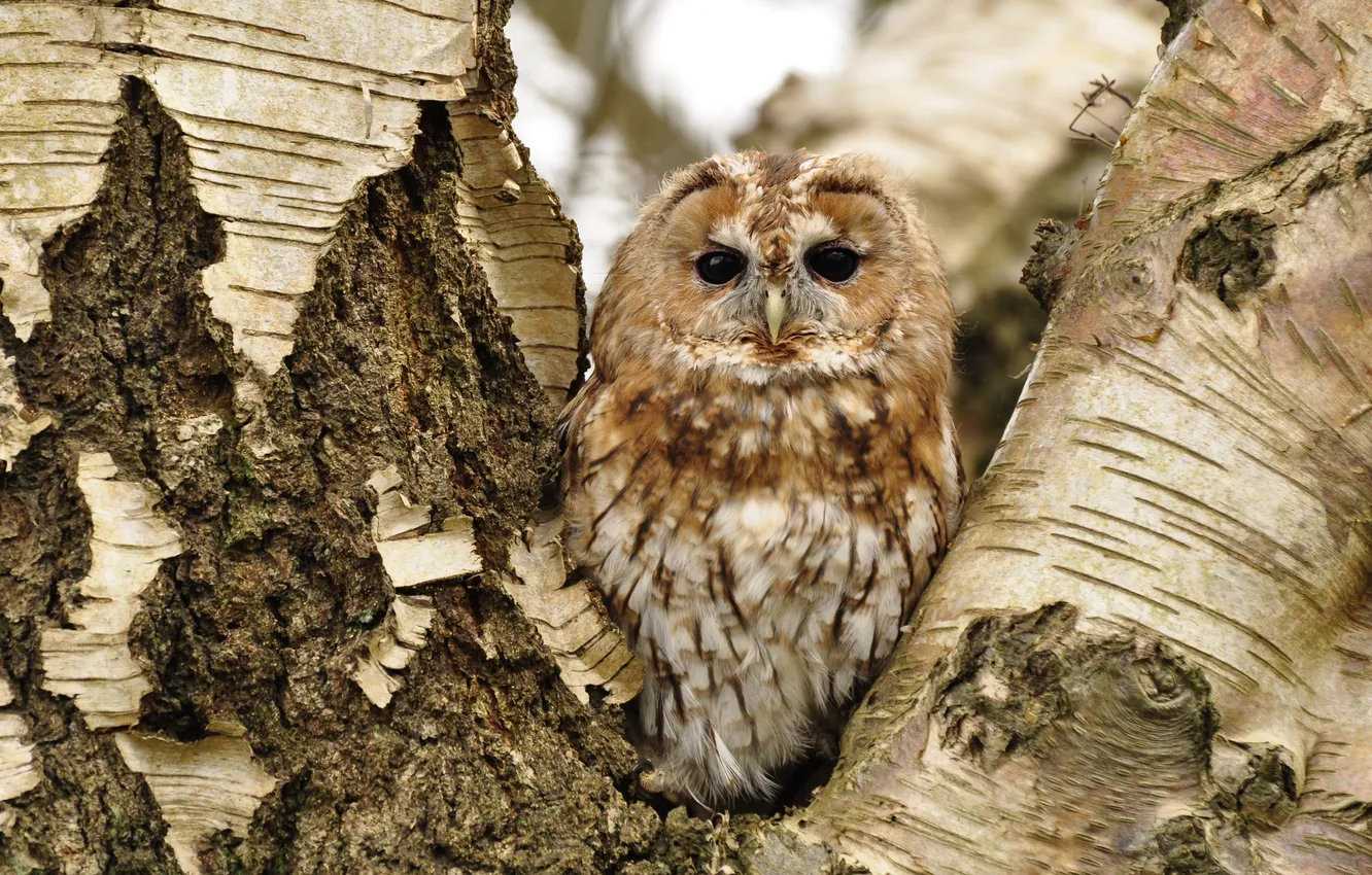Photo wallpaper trees, owl, bird, birch, Gray owl