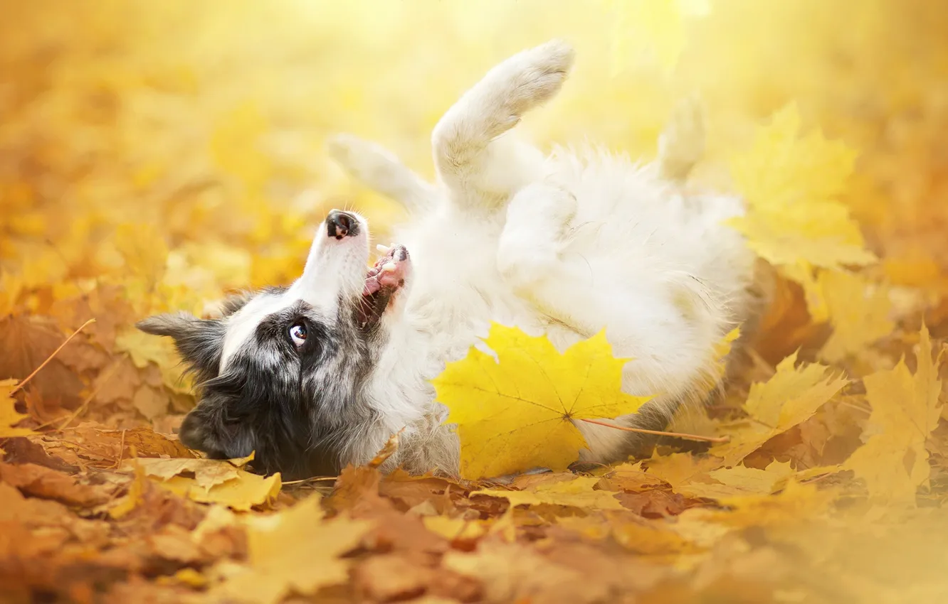 Photo wallpaper look, each, dog