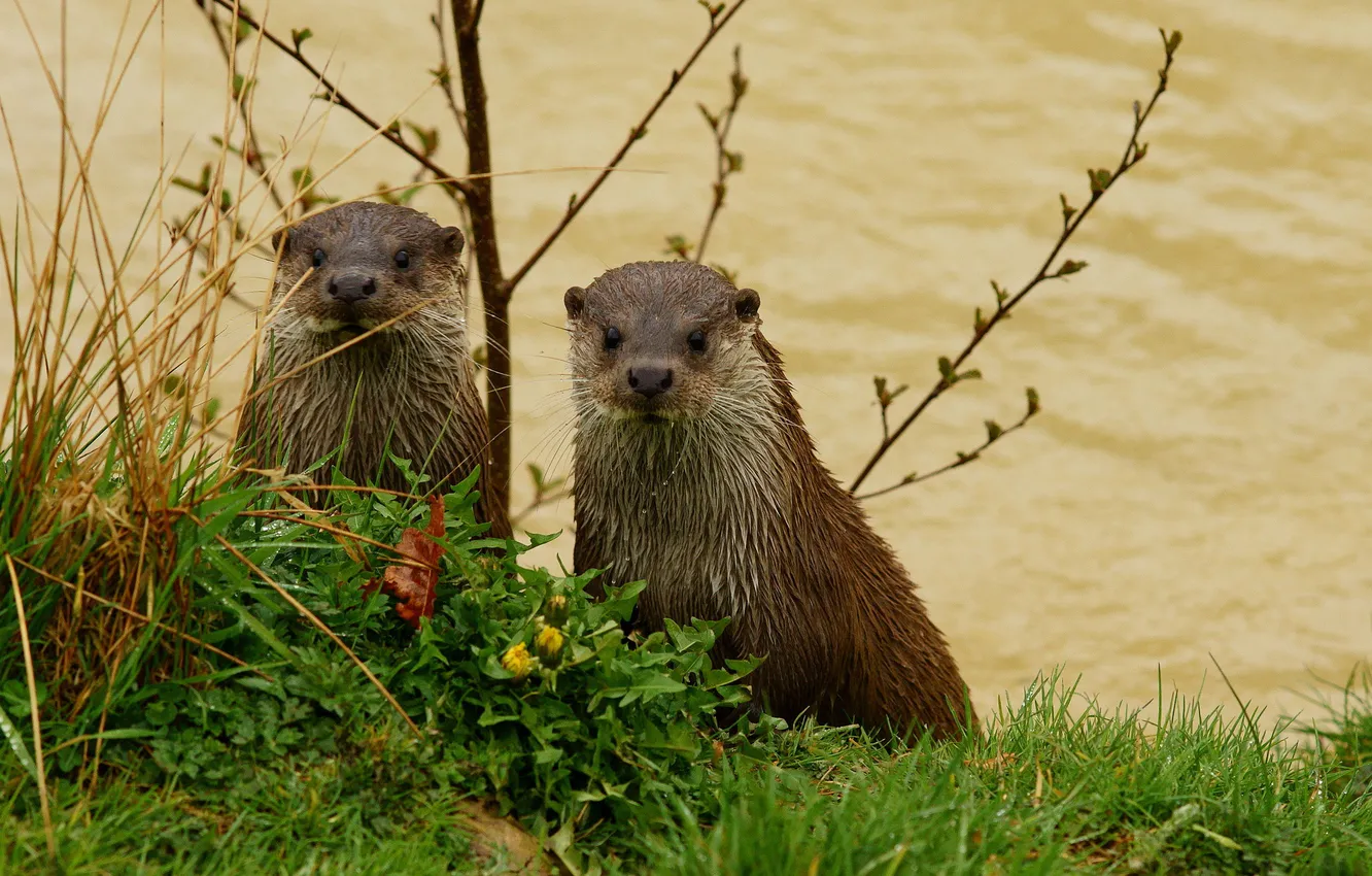 Photo wallpaper grass, muzzle, pair, looks, otter