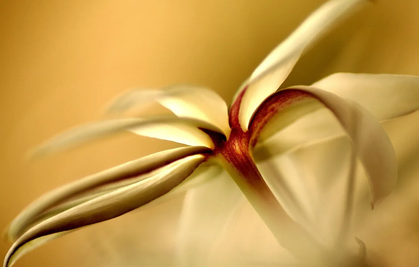 Photo wallpaper flower, yellow, petals