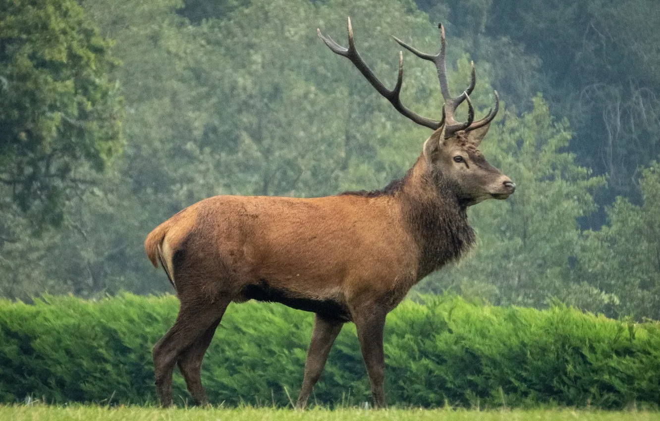 Photo wallpaper america, animal, deer, wildlife