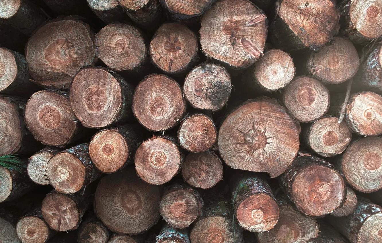 Photo wallpaper background, wood, logs