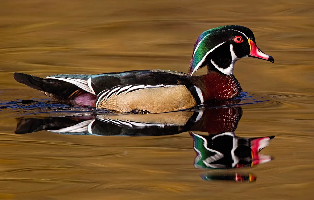 Photo wallpaper water, bird, beak, wood duck