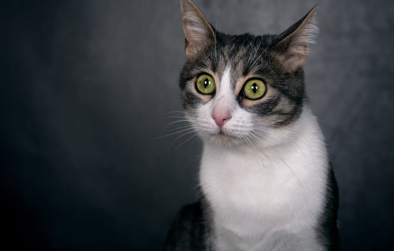 Photo wallpaper cat, cat, look, face, striped