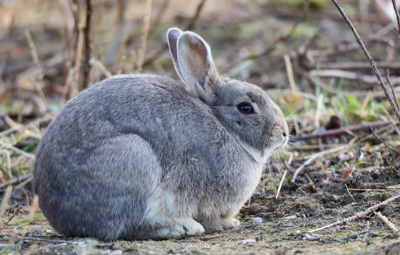 Photo wallpaper grey, rabbit, Bunny