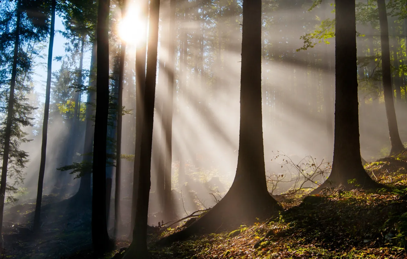 Photo wallpaper forest, leaves, rays, trees, nature
