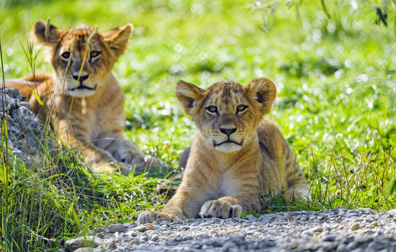 Photo wallpaper grass, stay, glade, the cubs, lion