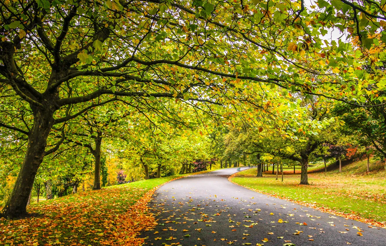 Photo wallpaper road, autumn, forest, leaves, trees, nature, Park, colors