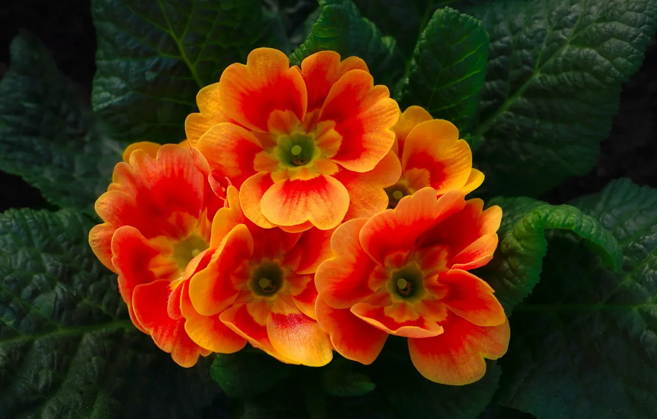 Photo wallpaper leaves, flowers, orange, Primula