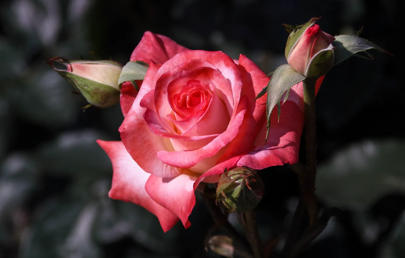 Photo wallpaper macro, background, roses, buds