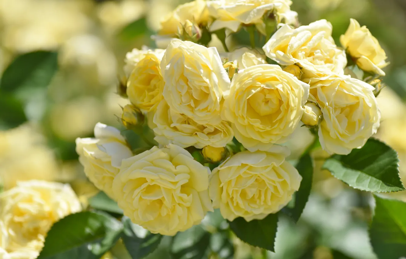 Photo wallpaper yellow, roses, a lot