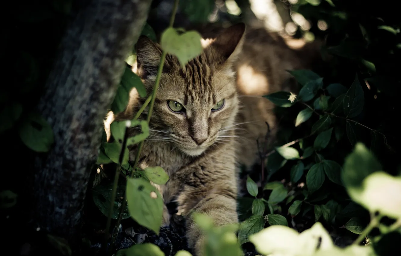 Photo wallpaper cat, cat, face, thickets, stay, shadow