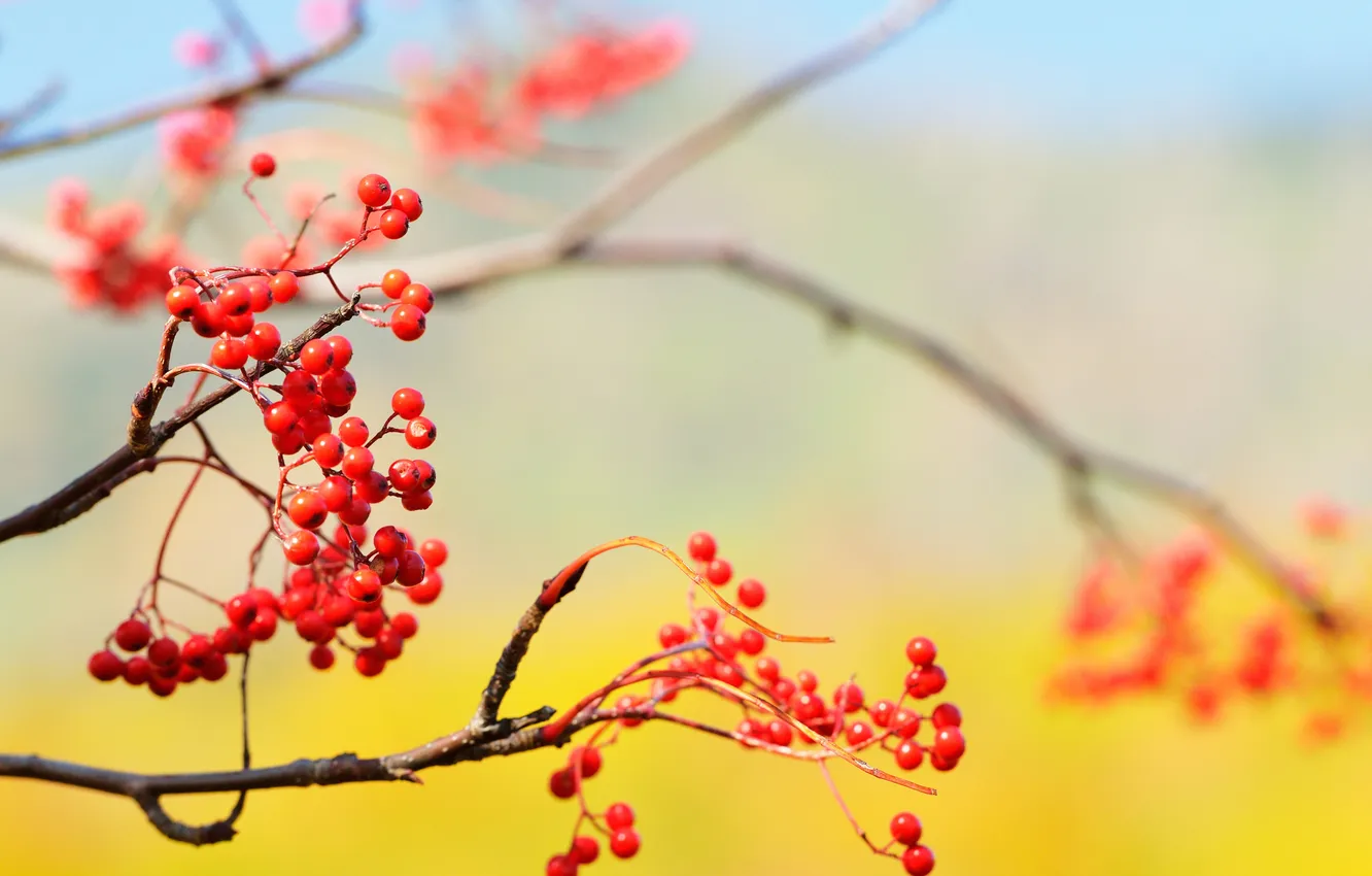 Photo wallpaper the sky, nature, berries, branch